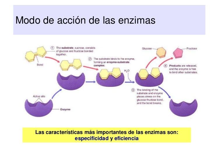 Tema 1 Composicion de la materia viva