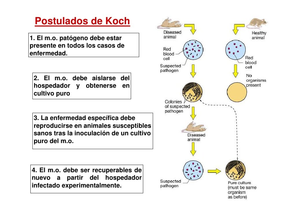Tema 1 concepto_y_desarrollo