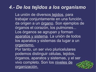 4.- De los tejidos a los organismo
La unión de diversos tejidos, para
trabajar conjuntamente en una función,
da origen a un órgano. Son ejemplos de
órganos el corazón, los pulmones...
Los órganos se agrupan y forman
aparatos y sistema. La unión de todos
los aparatos y sistemas da lugar a un
organismo.
Por tanto, un ser vivo pluricelulares
podemos distinguir células, tejidos,
órganos, aparatos y sistemas, y el ser
vivo completo. Son los niveles de
organización.

 