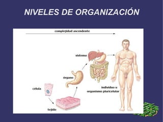 NIVELES DE ORGANIZACIÓN

 