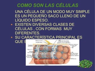 COMO SON LAS CÉLULAS
UNA CÉLULA DE UN MODO MUY SIMPLE
ES UN PEQUEÑO SACO LLENO DE UN
LÍQUIDO ESPESO.
EXISTEN DIVERSAS CLASES DE
CÉLULAS , CON FORMAS MUY
DIFERENTES.
SU CARACTERÍSTICA PRINCIPAL ES
QUE ESTÁN VIVAS.

 