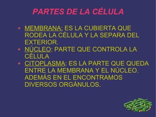 PARTES DE LA CÉLULA
MEMBRANA: ES LA CUBIERTA QUE
RODEA LA CÉLULA Y LA SEPARA DEL
EXTERIOR.
NÚCLEO: PARTE QUE CONTROLA LA
CÉLULA
CITOPLASMA: ES LA PARTE QUE QUEDA
ENTRE LA MEMBRANA Y EL NÚCLEO.
ADEMÁS EN EL ENCONTRAMOS
DIVERSOS ORGÁNULOS.

 