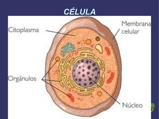 CÉLULA

 
