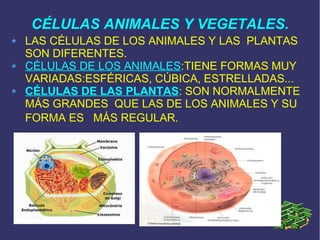 CÉLULAS ANIMALES Y VEGETALES.
LAS CÉLULAS DE LOS ANIMALES Y LAS PLANTAS
SON DIFERENTES.
CÉLULAS DE LOS ANIMALES:TIENE FORMAS MUY
VARIADAS:ESFÉRICAS, CÚBICA, ESTRELLADAS...
CÉLULAS DE LAS PLANTAS: SON NORMALMENTE
MÁS GRANDES QUE LAS DE LOS ANIMALES Y SU
FORMA ES MÁS REGULAR.

 