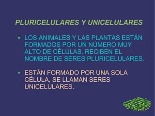 PLURICELULARES Y UNICELULARES
LOS ANIMALES Y LAS PLANTAS ESTÁN
FORMADOS POR UN NÚMERO MUY
ALTO DE CÉLULAS, RECIBEN EL
NOMBRE DE SERES PLURICELULARES.
ESTÁN FORMADO POR UNA SOLA
CÉLULA, SE LLAMAN SERES
UNICELULARES.

 