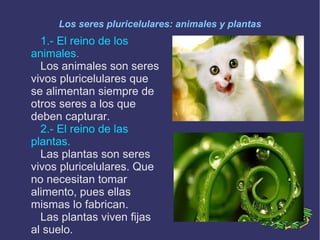 Los seres pluricelulares: animales y plantas

1.- El reino de los
animales.
Los animales son seres
vivos pluricelulares que
se alimentan siempre de
otros seres a los que
deben capturar.
2.- El reino de las
plantas.
Las plantas son seres
vivos pluricelulares. Que
no necesitan tomar
alimento, pues ellas
mismas lo fabrican.
Las plantas viven fijas
al suelo.

 