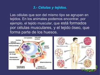 3.- Células y tejidos.
Las células que son del mismo tipo se agrupan en
tejidos. En los animales podemos encontrar, por
ejemplo, el tejido muscular, que está formados

por células musculares, y el tejido óseo, que
forma parte de los huesos.

 