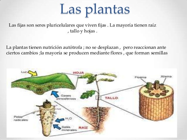 Tema 1. Los seres vivos y las Plantas
