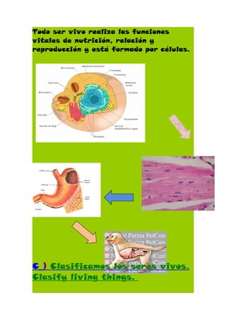 Todo ser vivo realiza las funciones
vitales de nutrición, relación y
reproducción y está formado por células.




C_) Clasificamos los seres vivos.
Clasify living things.
 