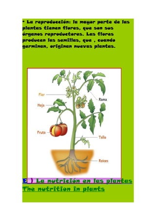 º La reproducción: la mayor parte de las
plantas tienen flores, que son sus
órganos reproductores. Las flores
producen las semillas, que , cuando
germinan, originan nuevas plantas.




E_) La nutrición en las plantas
The nutrition in plants
 