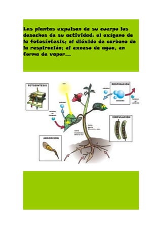 Las plantas expulsan de su cuerpo los
desechos de su actividad: el oxígeno de
la fotosíntesis; el dióxido de carbono de
la respiración; el exceso de agua, en
forma de vapor…
 