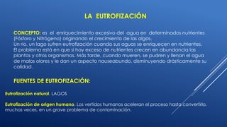 CONCEPTO: es el enriquecimiento excesivo del agua en determinados nutrientes
(Fósforo y Nitrógeno) originando el crecimiento de las algas.
Un río, un lago sufren eutrofización cuando sus aguas se enriquecen en nutrientes.
El problema está en que si hay exceso de nutrientes crecen en abundancia las
plantas y otros organismos. Más tarde, cuando mueren, se pudren y llenan el agua
de malos olores y le dan un aspecto nauseabundo, disminuyendo drásticamente su
calidad.
FUENTES DE EUTROFIZACIÓN:
Eutrofización natural. LAGOS
Eutrofización de origen humano. Los vertidos humanos aceleran el proceso hasta convertirlo,
muchas veces, en un grave problema de contaminación.
LA EUTROFIZACIÓN
 