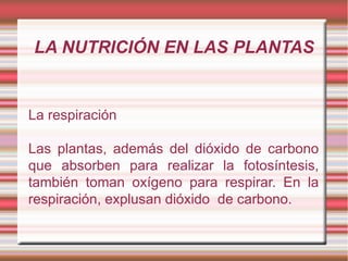 LA NUTRICIÓN EN LAS PLANTAS


La respiración

Las plantas, además del dióxido de carbono
que absorben para realizar la fotosíntesis,
también toman oxígeno para respirar. En la
respiración, explusan dióxido de carbono.
 