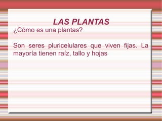 LAS PLANTAS
¿Cómo es una plantas?

Son seres pluricelulares que viven fijas. La
mayoría tienen raíz, tallo y hojas
 