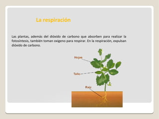 La respiración
Las plantas, además del dióxido de carbono que absorben para realizar la
fotosíntesis, también toman oxigeno para respirar. En la respiración, expulsan
dióxido de carbono.

 