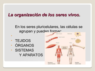 La organización de los seres vivos.
En los seres pluricelulares, las células se
agrupan y pueden formar:
•
•
•
•

TEJIDOS
ÓRGANOS
SISTEMAS
Y APARATOS

 