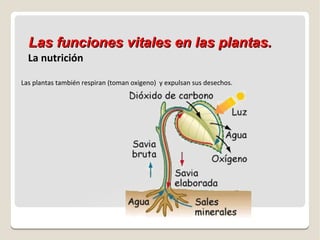 Las funciones vitales en las plantas.
La nutrición
Las plantas también respiran (toman oxigeno) y expulsan sus desechos.

 
