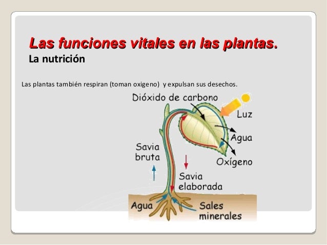 Tema 1 . Los seres vivos y las plantas