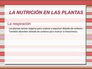 LA NUTRICIÓN EN LAS PLANTAS La respiración Las plantas toman oxigeno para respirar y expulsan dióxido de carbono.  También absorben dióxido de carbono para realizar la fotosíntesis. 