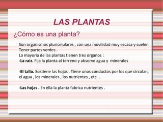 LAS PLANTAS ¿Cómo es una planta? Son organismos pluricelulares , con una movilidad muy escasa y suelen Tener partes verdes . La mayoria de las plantas tienen tres organos : - La raiz.  Fija la planta al terreno y absorve agua y  minerales  - El tallo.  Sostiene las hojas . Tiene unos conductos por los que circulan, el agua , los minerales , los nutrientes , etc... - Las hojas .  En ella la planta fabrica nutrientes .  