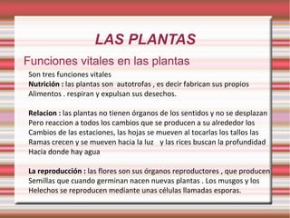 LAS PLANTAS Funciones vitales en las plantas Son tres funciones vitales  Nutrición :  las plantas son  autotrofas , es decir fabrican sus propios  Alimentos . respiran y expulsan sus desechos. Relacion :  las plantas no tienen órganos de los sentidos y no se desplazan Pero reaccion a todos los cambios que se producen a su alrededor los  Cambios de las estaciones, las hojas se mueven al tocarlas los tallos las  Ramas crecen y se mueven hacia la luz y las rices buscan la profundidad Hacia donde hay agua La reproducción :  las flores son sus órganos reproductores , que producen  Semillas que cuando germinan nacen nuevas plantas . Los musgos y los  Helechos se reproducen mediante unas células llamadas esporas. 