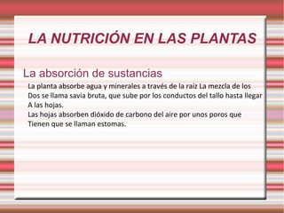 LA NUTRICIÓN EN LAS PLANTAS La absorción de sustancias La planta absorbe agua y minerales a través de la raíz La mezcla de los  Dos se llama savia bruta, que sube por los conductos del tallo hasta llegar A las hojas. Las hojas absorben dióxido de carbono del aire por unos poros que  Tienen que se llaman estomas. 