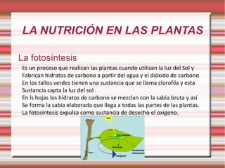 LA NUTRICIÓN EN LAS PLANTAS La fotosíntesis Es un proceso que realizan las plantas cuando utilizan la luz del Sol y  Fabrican hidratos de carbono a partir del agua y el dióxido de carbono En los tallos verdes tienen una sustancia que se llama clorofila y esta Sustancia capta la luz del sol . En ls hojas los hidratos de carbono se mezclan con la sabia bruta y así Se forma la sabia elaborada que llega a todas las partes de las plantas. La fotosíntesis expulsa como sustancia de desecho el oxigeno. 