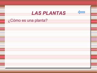 LAS PLANTAS ¿Cómo es una planta?