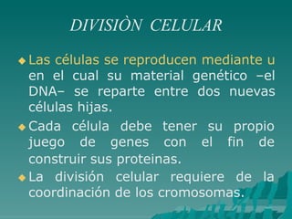 DIVISIÒN CELULAR
 Las células se reproducen mediante u
en el cual su material genético –el
DNA– se reparte entre dos nuevas
células hijas.
 Cada
juego
célula
de
debe
genes
tener
con
su propio
el fin de
construir sus proteinas.
 La división celular requiere de la
coordinación de los cromosomas.
 
