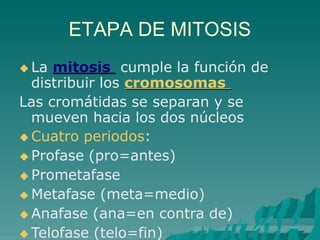 ETAPA DE MITOSIS
 La mitosis cumple la función de
distribuir los cromosomas
Las cromátidas se separan y se
mueven hacia los dos núcleos
 Cuatro periodos:
 Profase (pro=antes)
 Prometafase
 Metafase (meta=medio)
 Anafase (ana=en contra de)
 Telofase (telo=fin)
 