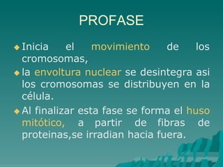 PROFASE
 Inicia el movimiento de los
cromosomas,
 la envoltura nuclear se desintegra asi
los cromosomas se distribuyen en la
célula.
 Al finalizar esta fase se forma el huso
mitótico, a partir de fibras de
proteinas,se irradian hacia fuera.
 