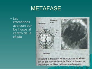 METAFASE
– Las
cromátides
avanzan por
los husos al
centro de la
célula
 