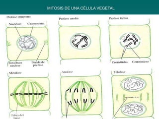 MITOSIS DE UNA CÈLULA VEGETAL
 