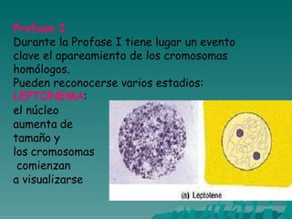 Profase I
Durante la Profase I tiene lugar un evento
clave el apareamiento de los cromosomas
homólogos.
Pueden reconocerse varios estadios:
LEPTONEMA:
el núcleo
aumenta de
tamaño y
los cromosomas
comienzan
a visualizarse
 