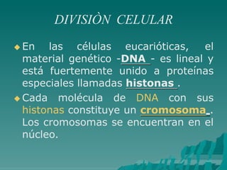 DIVISIÒN CELULAR
 En las células eucarióticas, el
material genético -DNA - es lineal y
está fuertemente unido a proteínas
especiales llamadas histonas .
 Cada molécula de DNA con sus
histonas constituye un cromosoma .
Los cromosomas se encuentran en el
núcleo.
 