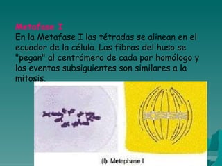 Metafase I
En la Metafase I las tétradas se alinean en el
ecuador de la célula. Las fibras del huso se
"pegan" al centrómero de cada par homólogo y
los eventos subsiguientes son similares a la
mitosis.
 