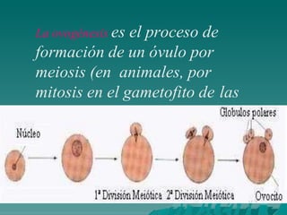 La ovogénesis es el proceso de
formación de un óvulo por
meiosis (en animales, por
mitosis en el gametofito de las
plantas) en órganos
especializados conocidos
como ovarios.
 