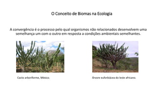 O Conceito de Biomas na Ecologia
A convergência é o processo pelo qual organismos não relacionados desenvolvem uma
semelhança um com o outro em resposta a condições ambientais semelhantes.
Cacto arboriforme, México. Árvore euforbiácea do leste africano.
 