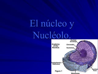 El núcleo y
Nucléolo.
 