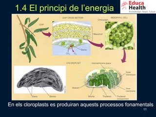 1.4 El principi de l’energia




En els cloroplasts es produiran aquests processos fonamentals
                                                        11
 