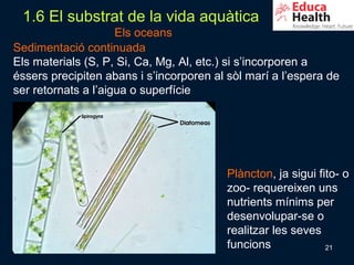 1.6 El substrat de la vida aquàtica
                     Els oceans
Sedimentació continuada
Els materials (S, P, Si, Ca, Mg, Al, etc.) si s’incorporen a
éssers precipiten abans i s’incorporen al sòl marí a l’espera de
ser retornats a l’aigua o superfície




                                         Plàncton, ja sigui fito- o
                                         zoo- requereixen uns
                                         nutrients mínims per
                                         desenvolupar-se o
                                         realitzar les seves
                                         funcions             21
 