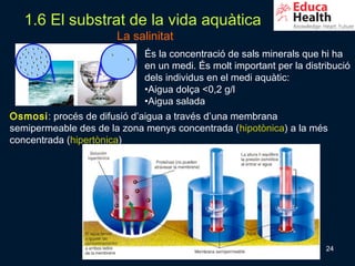 1.6 El substrat de la vida aquàtica
                      La salinitat
                            És la concentració de sals minerals que hi ha
                            en un medi. És molt important per la distribució
                            dels individus en el medi aquàtic:
                            •Aigua dolça <0,2 g/l
                            •Aigua salada
Osmosi: procés de difusió d’aigua a través d’una membrana
semipermeable des de la zona menys concentrada (hipotònica) a la més
concentrada (hipertònica)




                                                                      24
 
