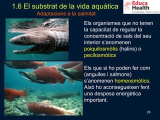 1.6 El substrat de la vida aquàtica
        Adaptacions a la salinitat
                            Els organismes que no tenen
                            la capacitat de regular la
                            concentració de sals del seu
                            interior s’anomenen
                            poiquilosmòtis (halins) o
                            pecilosmòtics

                            Els que si ho poden fer com
                            (anguiles i salmons)
                            s’anomenen homeosmòtics.
                            Això ho aconsegueixen fent
                            una despesa energètica
                            important.

                                                     26
 