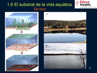 1.6 El substrat de la vida aquàtica
              Els llacs




                                      27
 