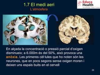 1.7 El medi aeri
                L’atmosfera




En alçada la concentració o pressió parcial d’oxigen
disminueix; a 6.000m és del 50%, això provoca una
anòxia. Les primeres cèl·lules que ho noten són les
neurones, que en pocs segons sense oxigen moren i
deixen uns espais buits en el cervell
                                                       29
 