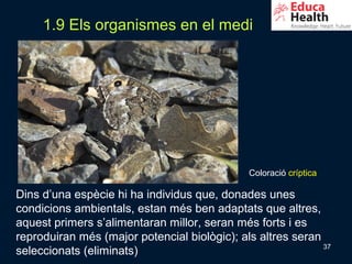 1.9 Els organismes en el medi




                                              Coloració críptica

Dins d’una espècie hi ha individus que, donades unes
condicions ambientals, estan més ben adaptats que altres,
aquest primers s’alimentaran millor, seran més forts i es
reproduiran més (major potencial biològic); als altres seran
                                                             37
seleccionats (eliminats)
 