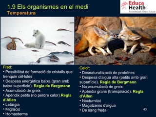 1.9 Els organismes en el medi
  Temperatura




Fred:                                         Calor:
• Possibilitat de formació de cristalls que   • Desnaturalització de proteïnes
trenquin cèl·lules                            • Despesa d’aigua alta (petits amb gran
• Despesa energètica baixa (gran amb          superfície). Regla de Bergmann
baixa superfície). Regla de Bergmann          • No acumulació de greix
• Acumulació de greix                         • Apèndix grans (transpiració). Regla
• Apèndix petits (no perdre calor).Regla      d’Allen
d’Allen                                       • Nocturnitat
• Letargia                                    • Magatzems d’aigua
• Migració                                    • De sang freda                      43
• Homeoterms
 
