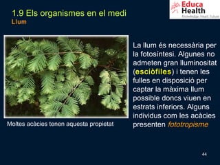 1.9 Els organismes en el medi
 Llum


                                         La llum és necessària per
                                         la fotosíntesi. Algunes no
                                         admeten gran lluminositat
                                         (esciòfiles) i tenen les
                                         fulles en disposició per
                                         captar la màxima llum
                                         possible doncs viuen en
                                         estrats inferiors. Alguns
                                         individus com les acàcies
Moltes acàcies tenen aquesta propietat   presenten fototropisme


                                                              44
 