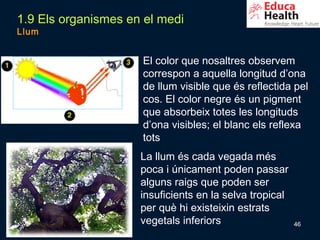 1.9 Els organismes en el medi
Llum


                     El color que nosaltres observem
                     correspon a aquella longitud d’ona
                     de llum visible que és reflectida pel
                     cos. El color negre és un pigment
                     que absorbeix totes les longituds
                     d’ona visibles; el blanc els reflexa
                     tots
                     La llum és cada vegada més
                     poca i únicament poden passar
                     alguns raigs que poden ser
                     insuficients en la selva tropical
                     per què hi existeixin estrats
                     vegetals inferiors                  46
 
