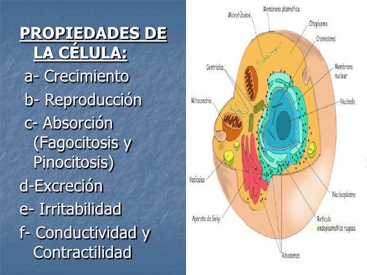 Tema 1 Fisiologia Tema 1 Fisiologia